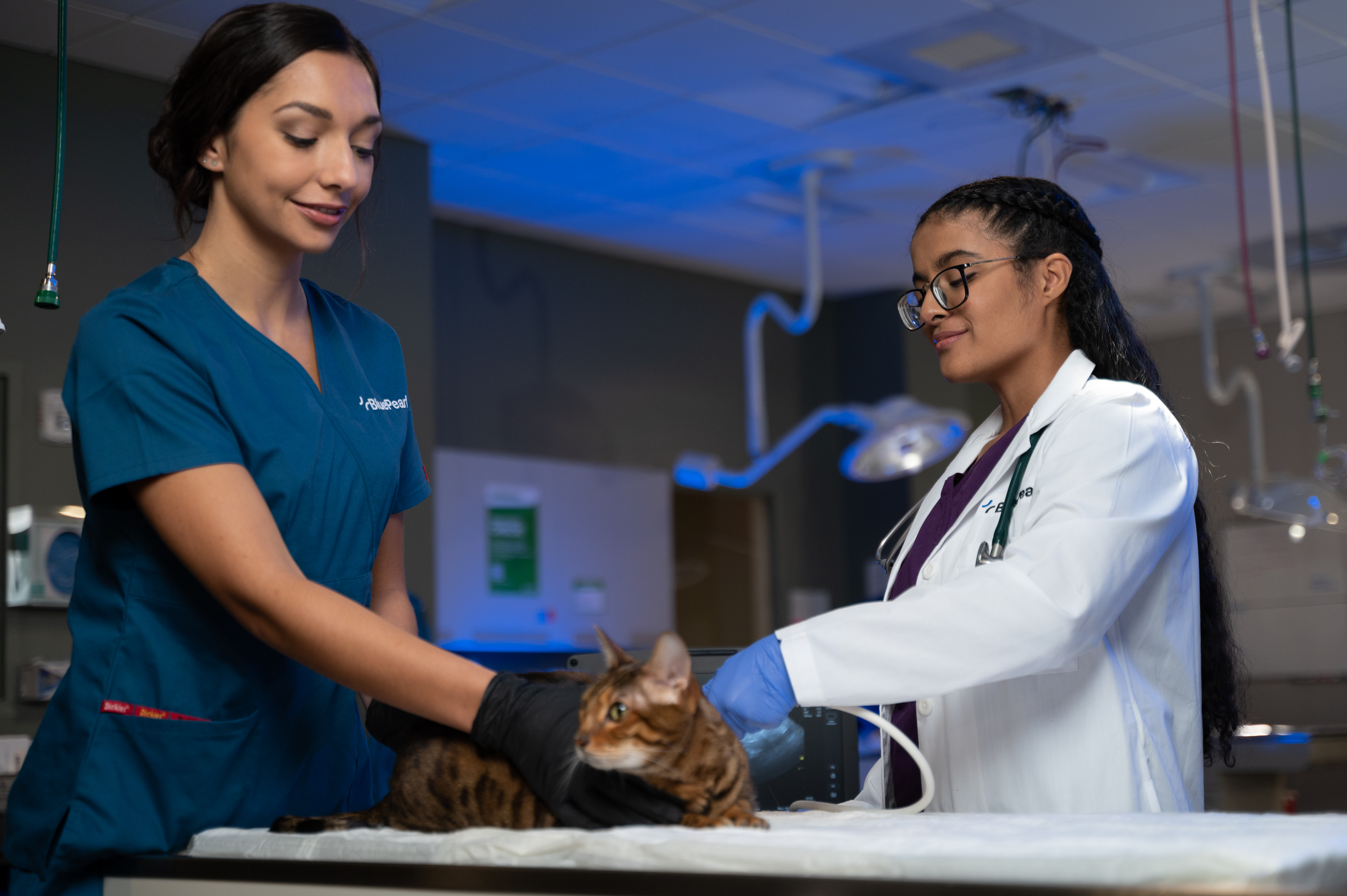 A veterinarian examines a dog while a technician in scrubs assists.