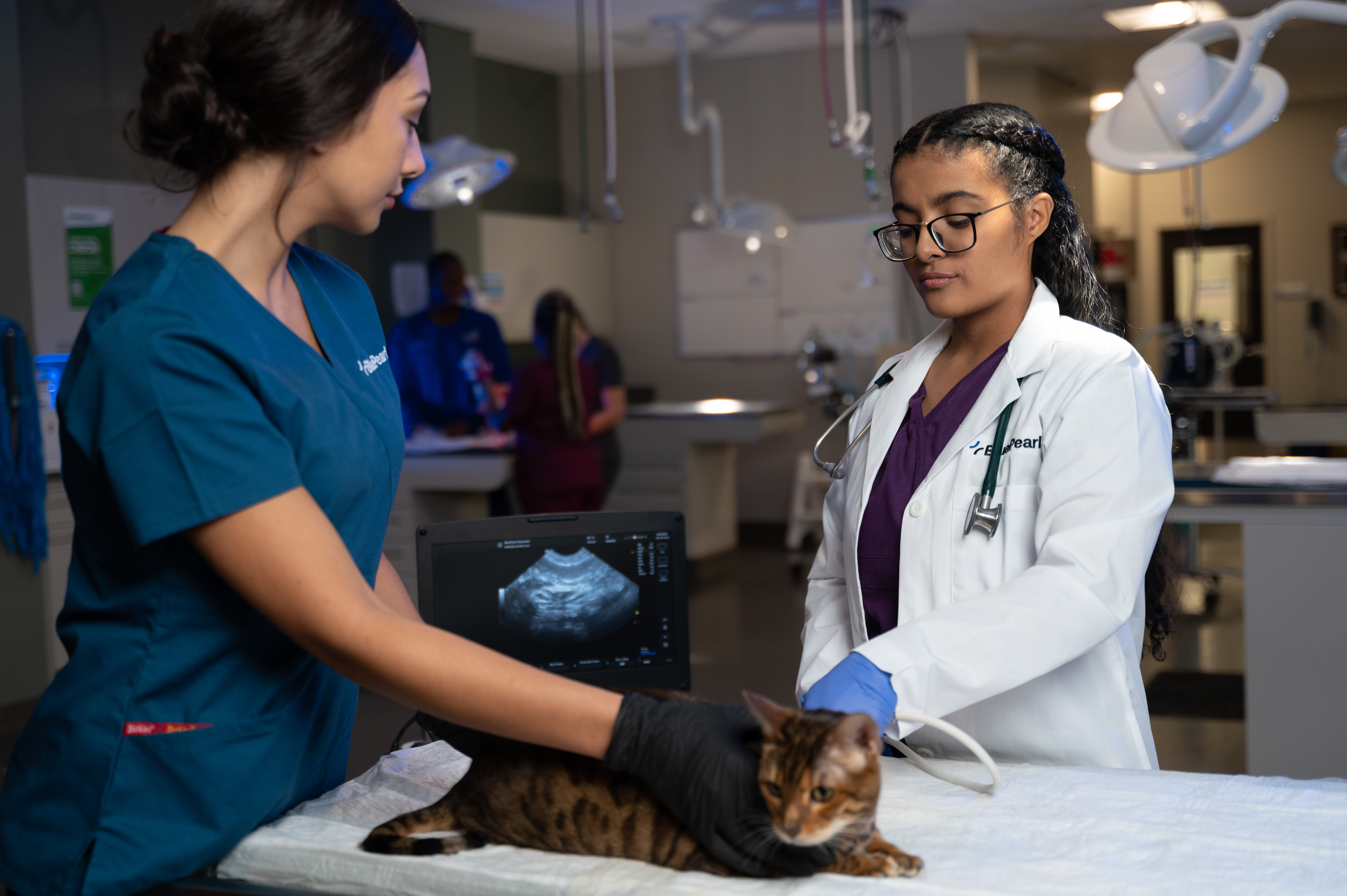 A veterinarian examines a dog while a technician in scrubs assists.