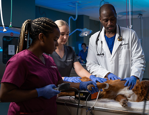 A veterinarian examines a dog while two technicians assist.