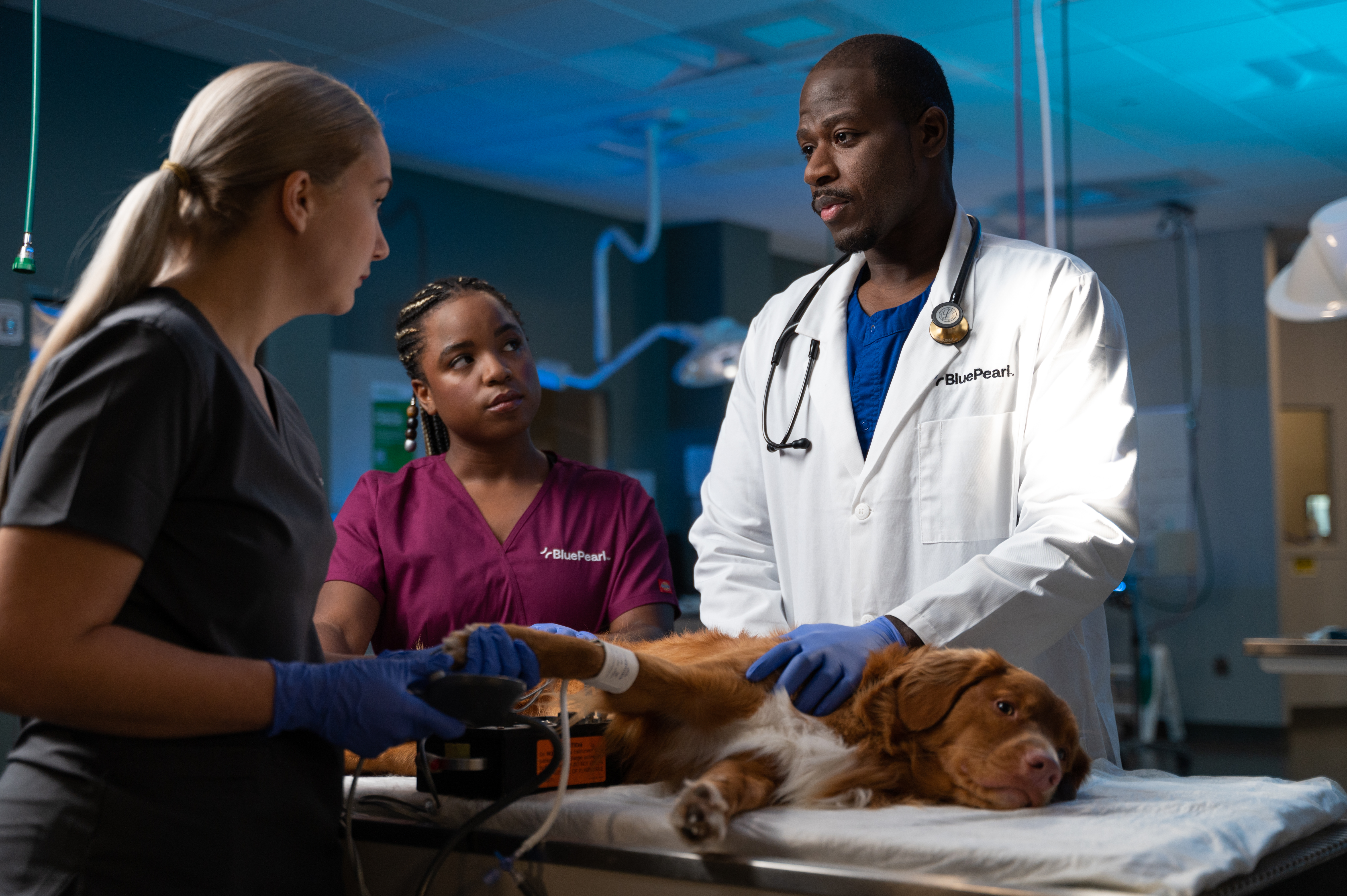 A veterinarian examines a dog while two technicians in scrubs assist.