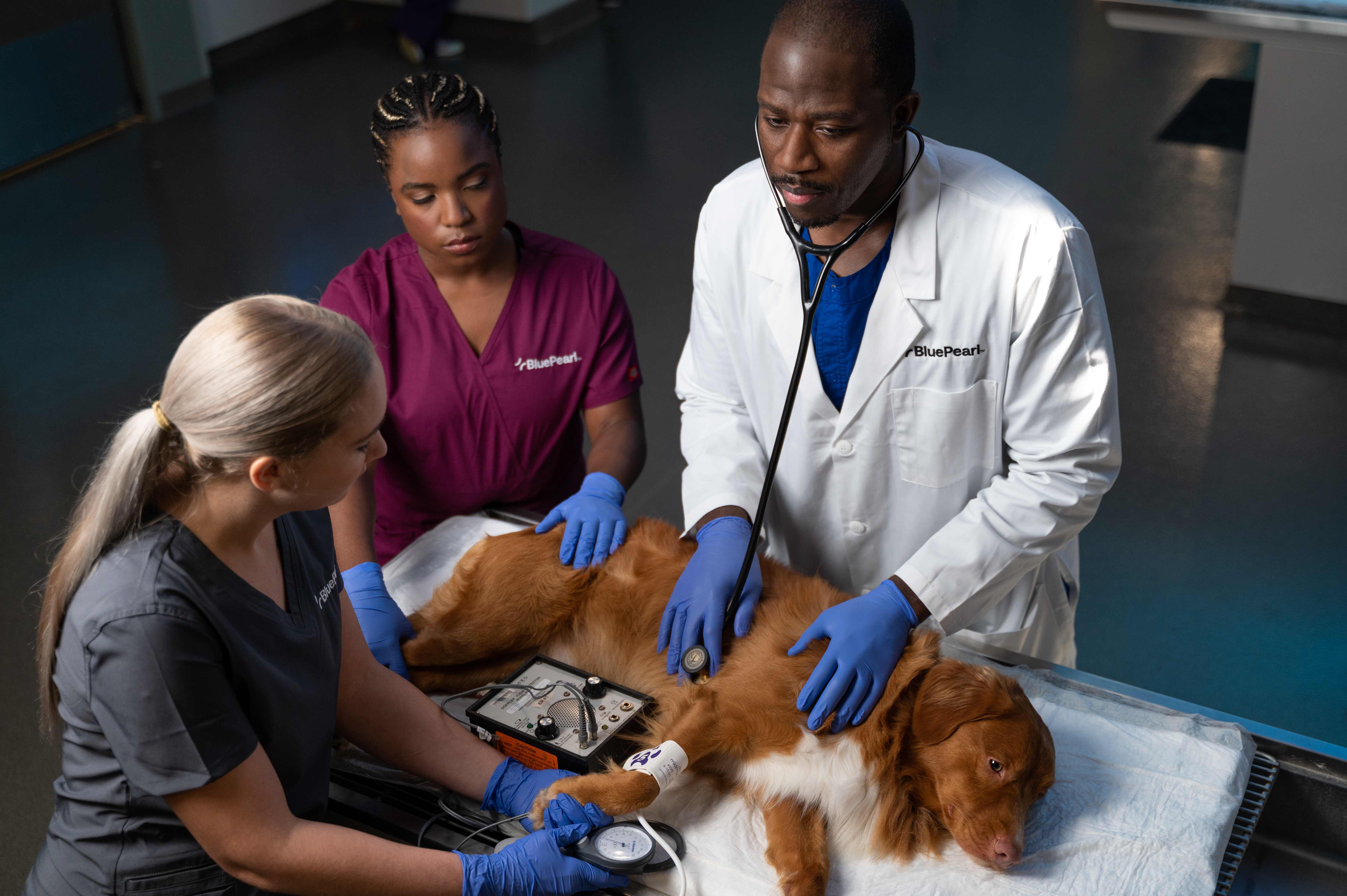 A veterinarian examines a dog while two technicians in scrubs assist.