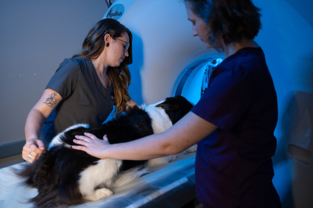 Two vet techs prepare a dog for a diagnostic imaging test.