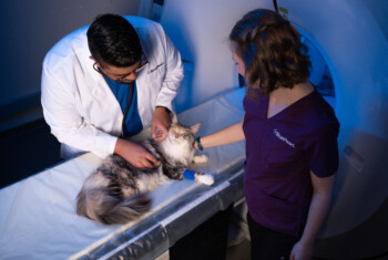 A veterinarian and a technician comfort a patient while they prepare them for imaging.