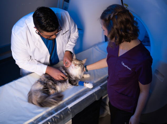 A veterinarian and a technician comfort a patient while they prepare them for imaging.