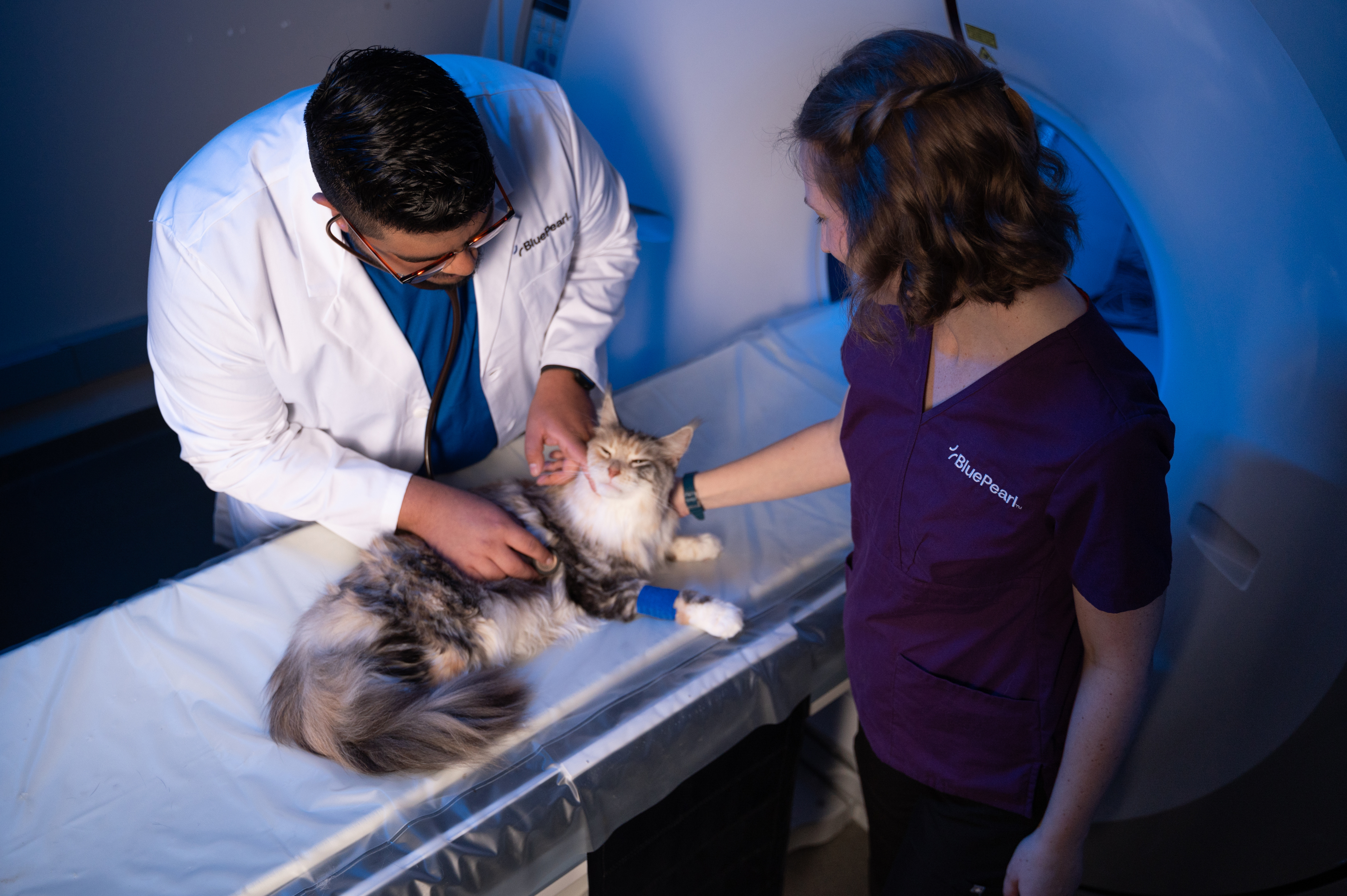 A veterinarian and a technician comfort a patient while they prepare them for imaging.