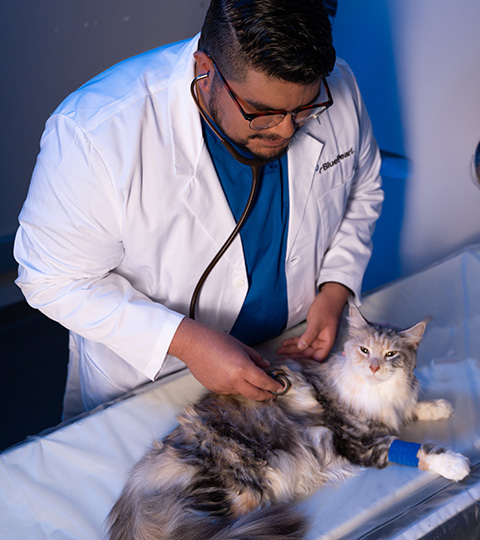A veterinarian examines a cat using a stethoscope.