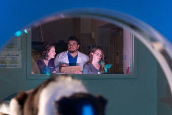 Three veterinarians observe a patient undergoing a diagnostic test.