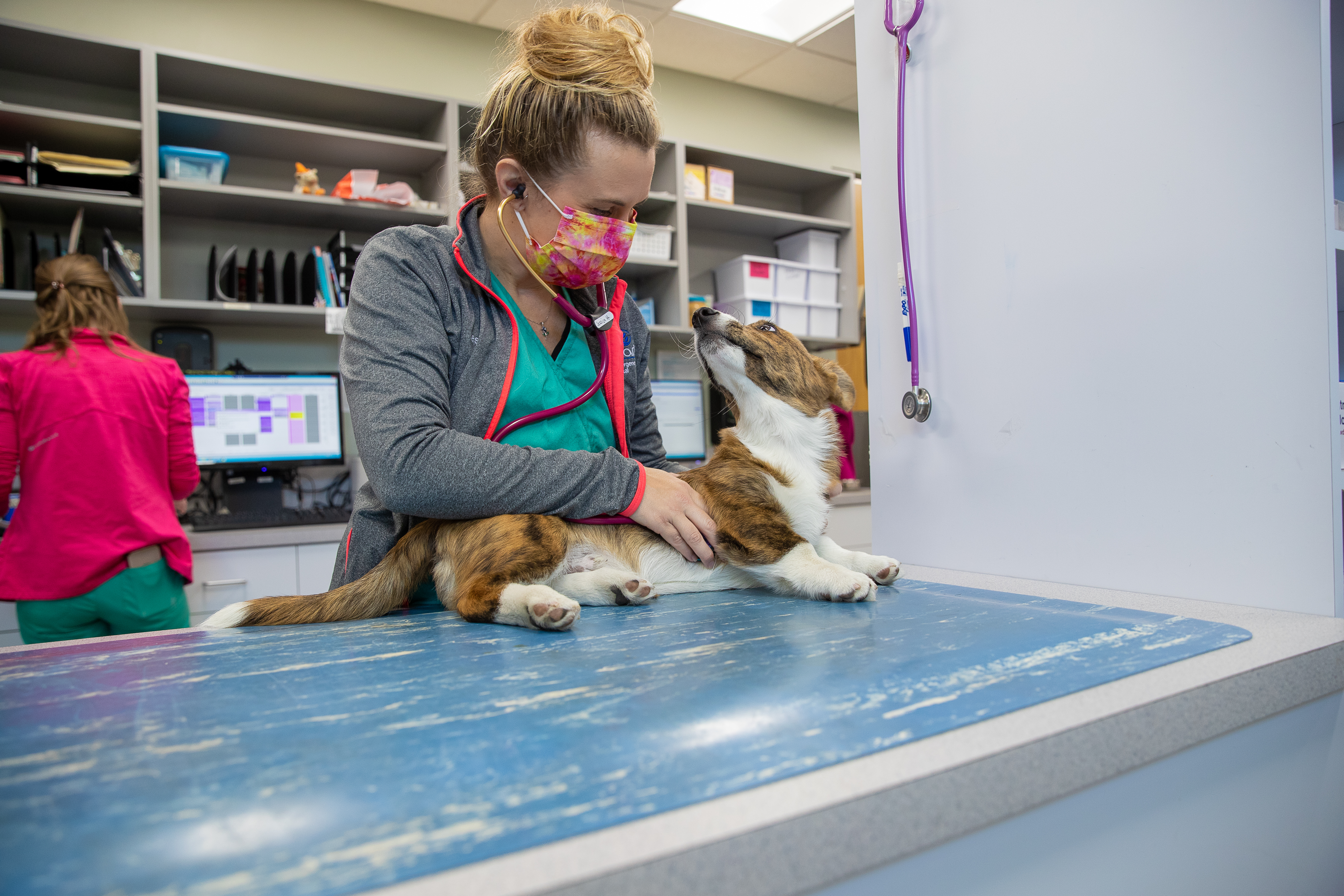 A veterinarian comforts a patient laying on an examination table.