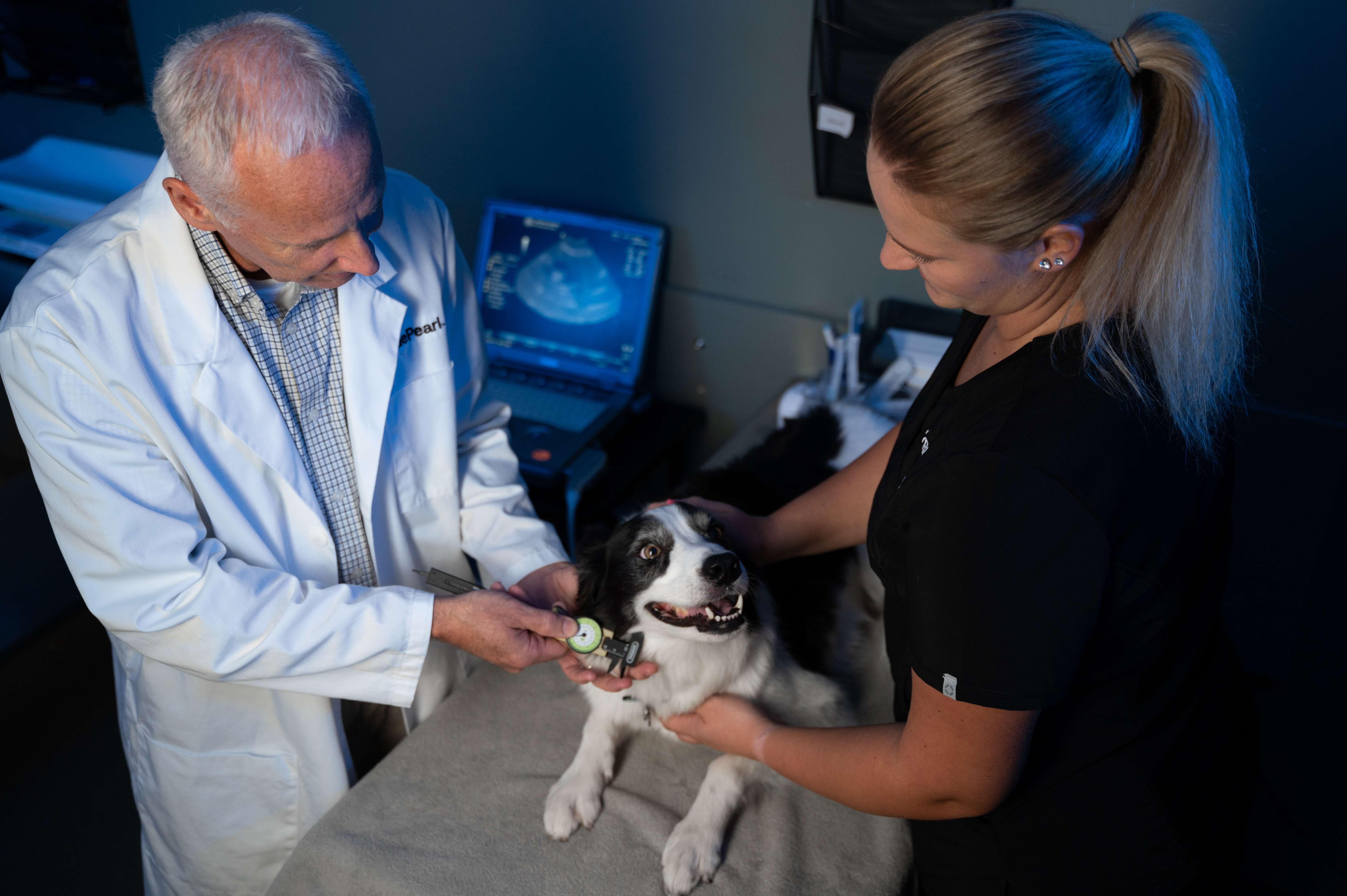 An oncology veterinarian examines a patient while a technician helps.