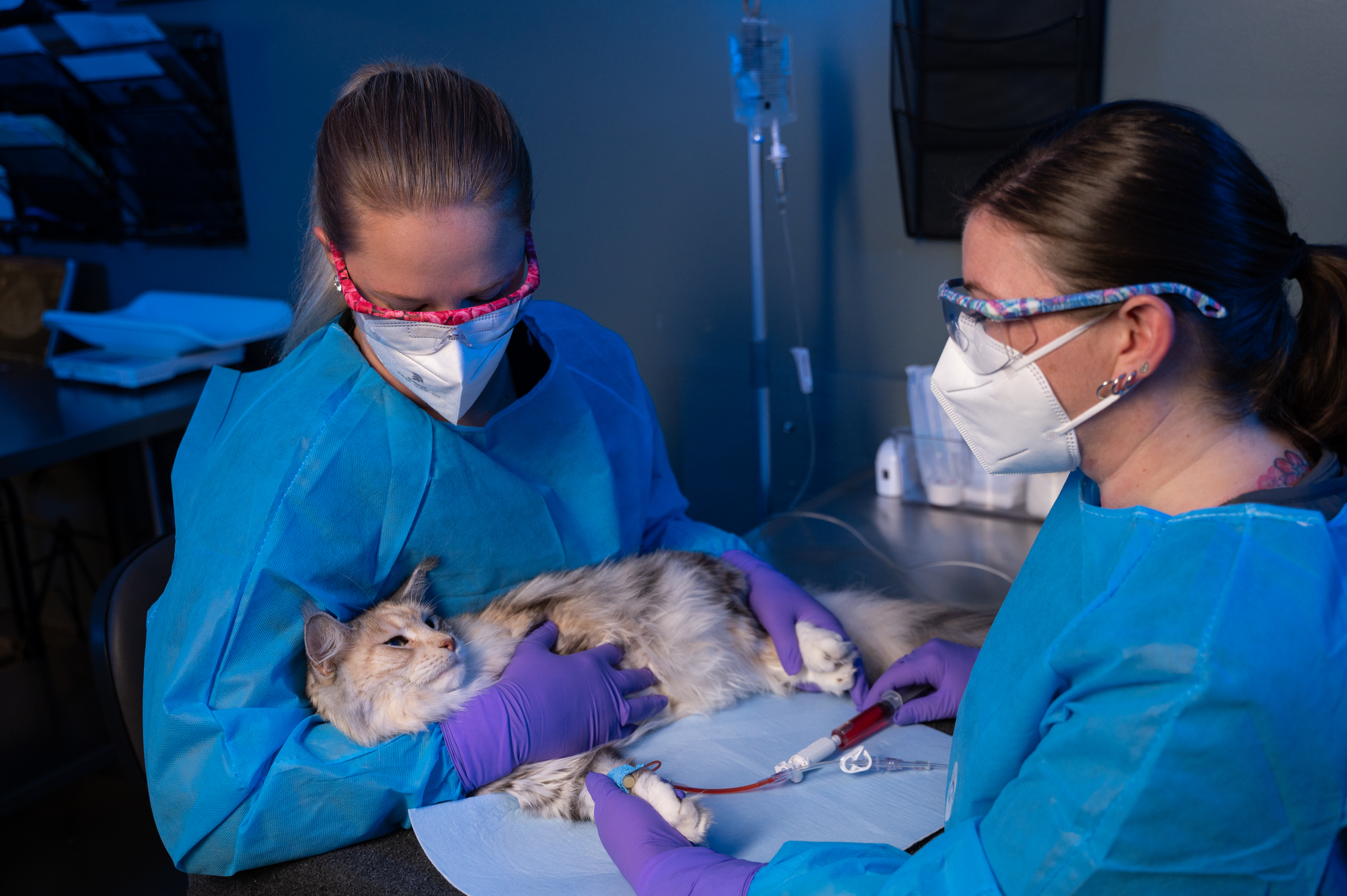 A veteriary technician specialist and a vet tech administer chemotherapy to a cat.