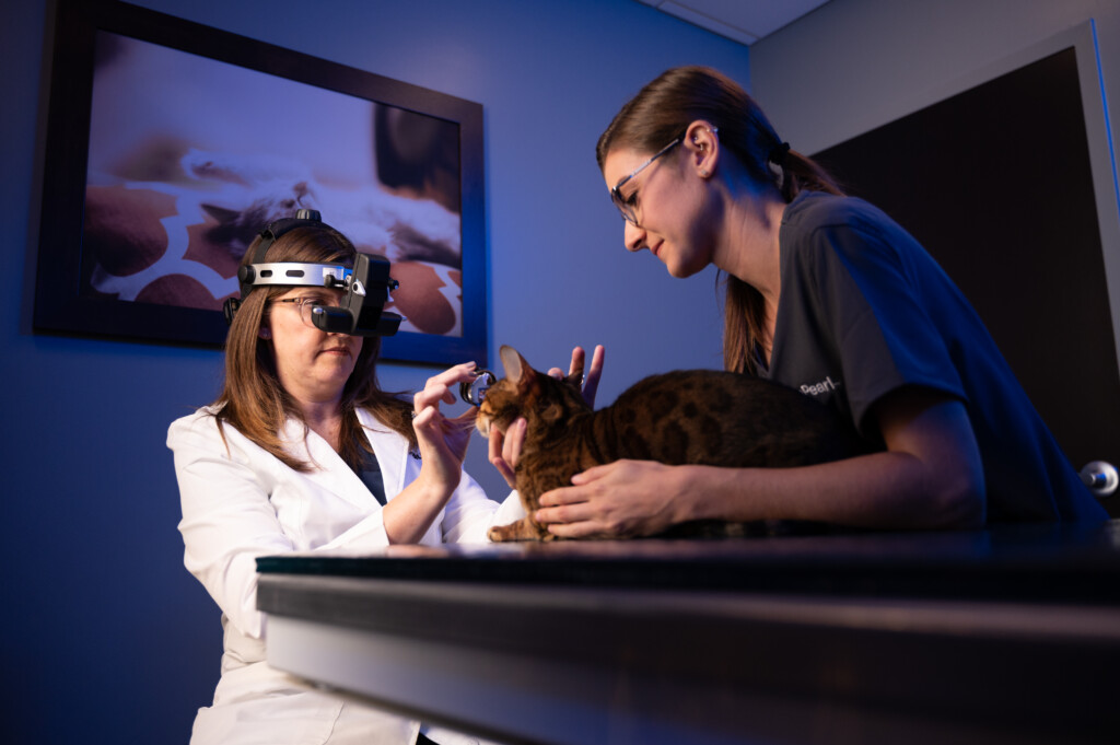 A veterinary ophthalmologist uses a lens and head light to perform a fundic eye exam while a technician assists.