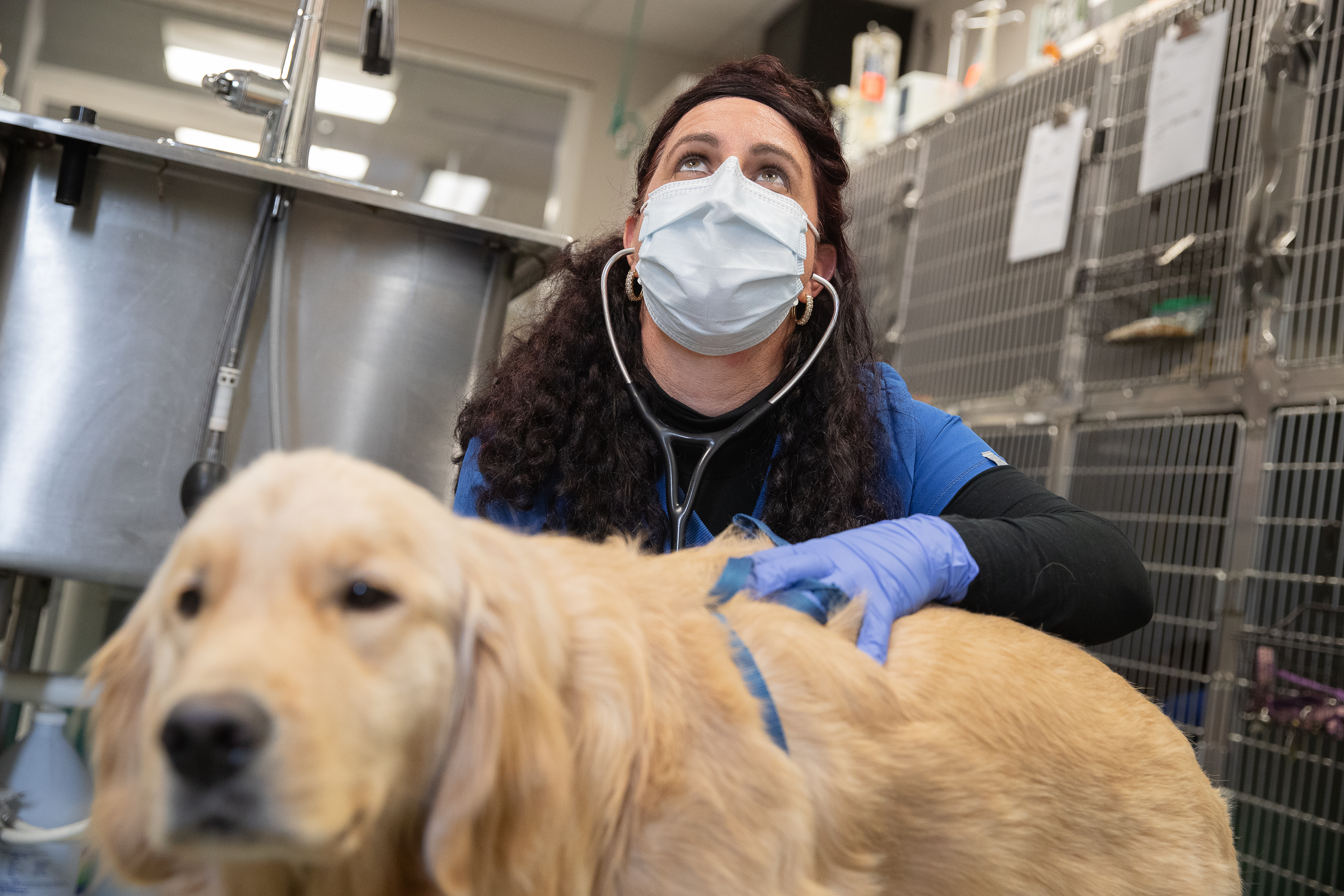 A veterinarian uses a stethoscope to read a dog's vitals.