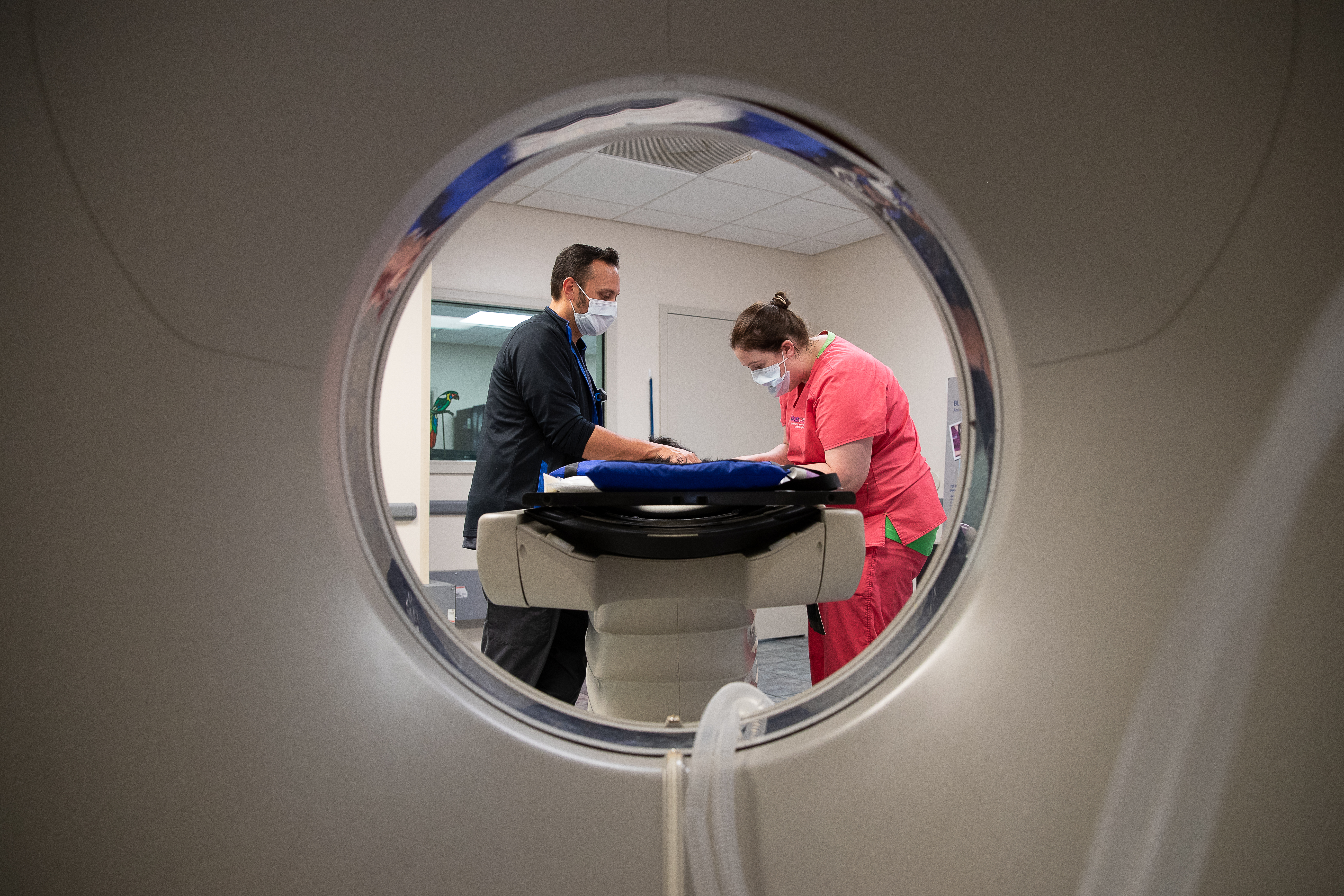 A veterinarian and a vet tech prepare a patient for imaging.