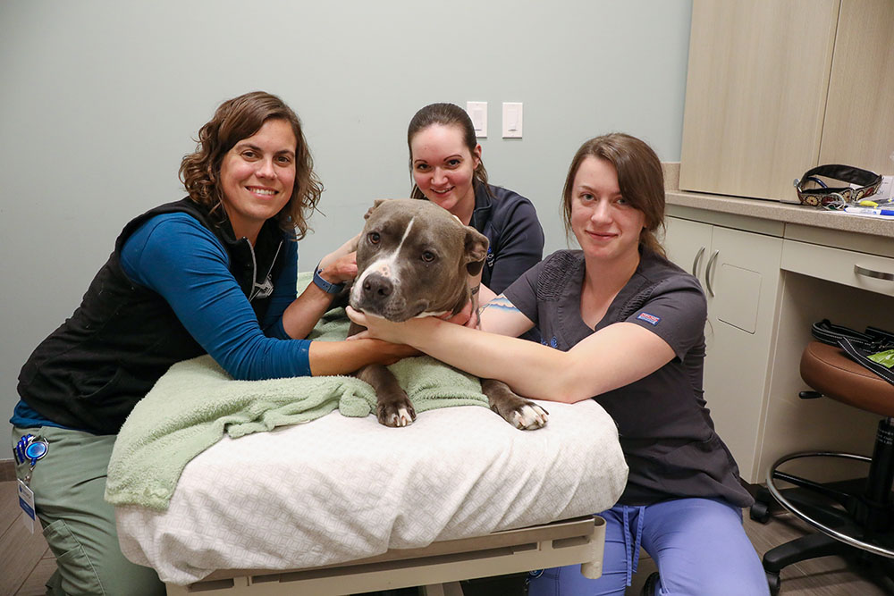 Veterinary technicians posing with a large brown dog.