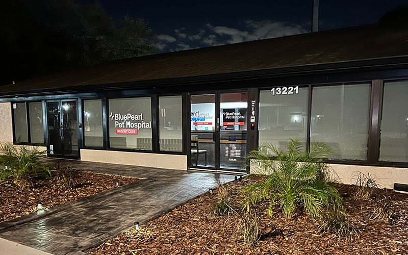 The front entrance of BluePearl Pet Hospital urgent care in Carrollwood, Tampa, Florida.
