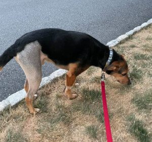 Brown and black dog on a leash with a shaved hind leg.