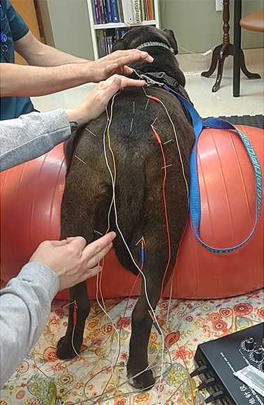 A dog has acupuncture as part of its care with the pain management and rehabilitation team at BluePearl Pet Hospital in Columbia, SC.