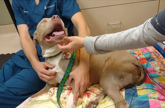 A dog has acupuncture as part of its care with the pain management and rehabilitation team at BluePearl Pet Hospital in Columbia, SC.