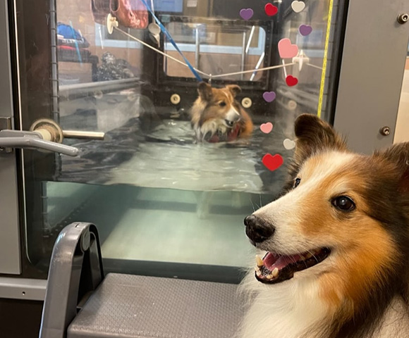 A dog in a harness walks on an underwater treadmill as part of its care plan with the pain management and rehabilitation team at BluePearl Pet Hospital in Columbia, SC.