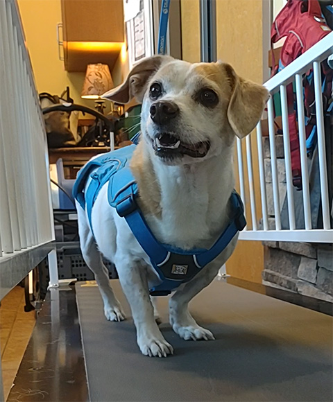 A dog in a harness walks on a dry land treadmill as part of its care with the pain management and rehabilitation team at BluePearl Pet Hospital in Columbia, SC.