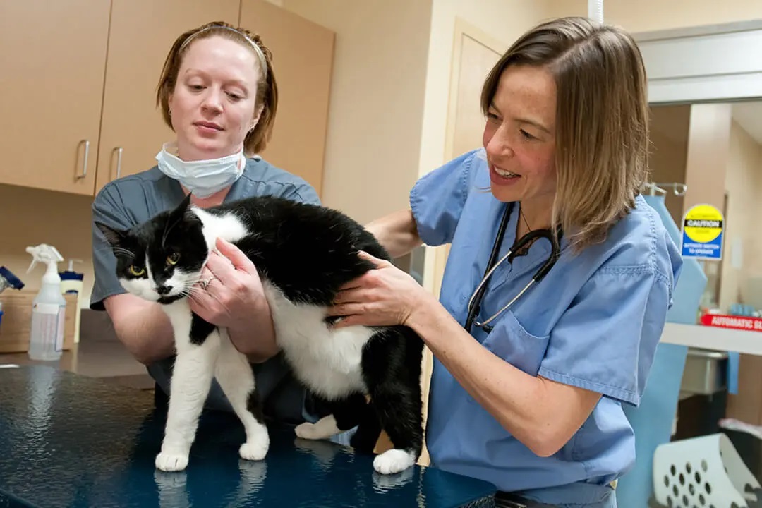 BluePearl Pet Hospital - Renton, WA - Vets with Feline Patient
