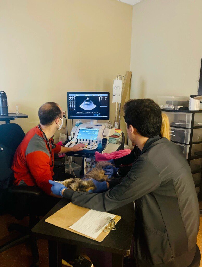 Dr. Feldgreber looks at an ultrasound on a computer screen.