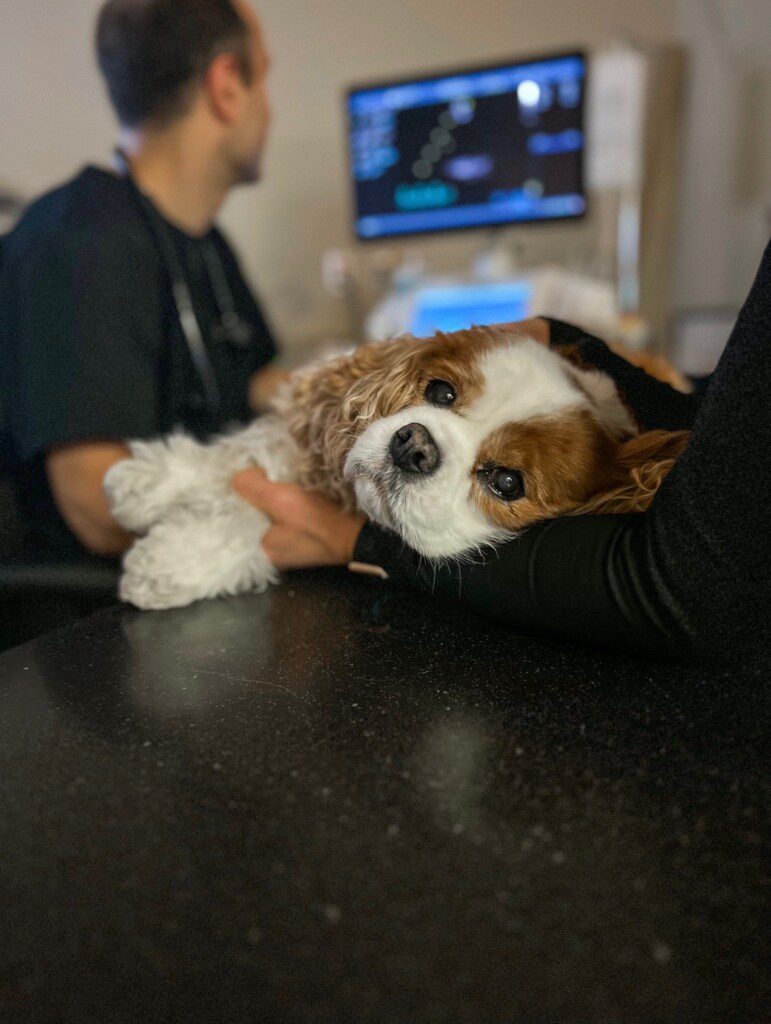 One of Dr. Feldgreber's patients, a small tan and white dog, lays on its side while he performs diagnostic tests.