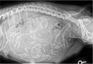 An x-ray of a pregnant dog's abdomen showing a litter of puppies.