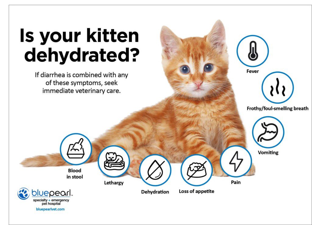 Kitten Diarrhea (Should You Be Worried?) - BluePearl Pet Hospital