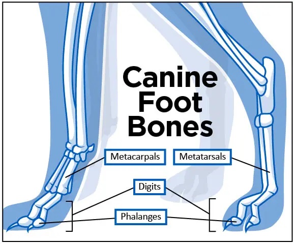 An artistic rendering of the skeletal bones in the canine foot.