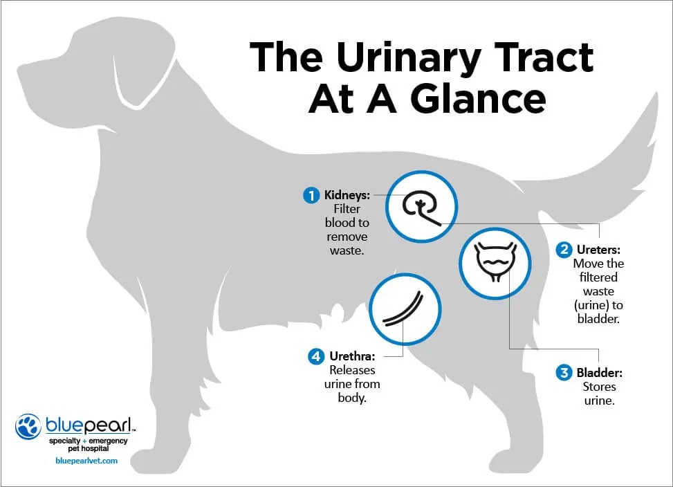 Graphic showing a dog's urinary tract