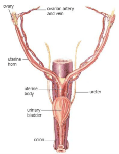 An artistic rendering of a female dog's urinary and reproductive tract.