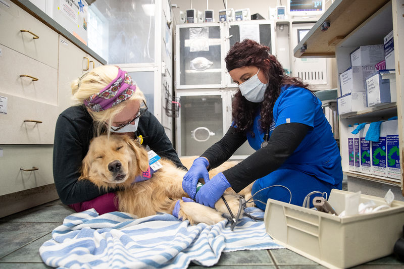 Two vet techs take a golden retriever's blood pressure on the floor of the treatment area.