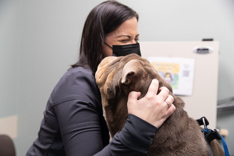 A vet tech laughs as she gets kisses from a brown dog.