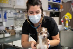 A vet tech uses a stethoscope on a chihuahua dog.