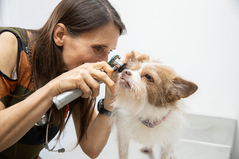 An ophthalmology veterinarian uses a scope to examine a small terrier dog's eye.