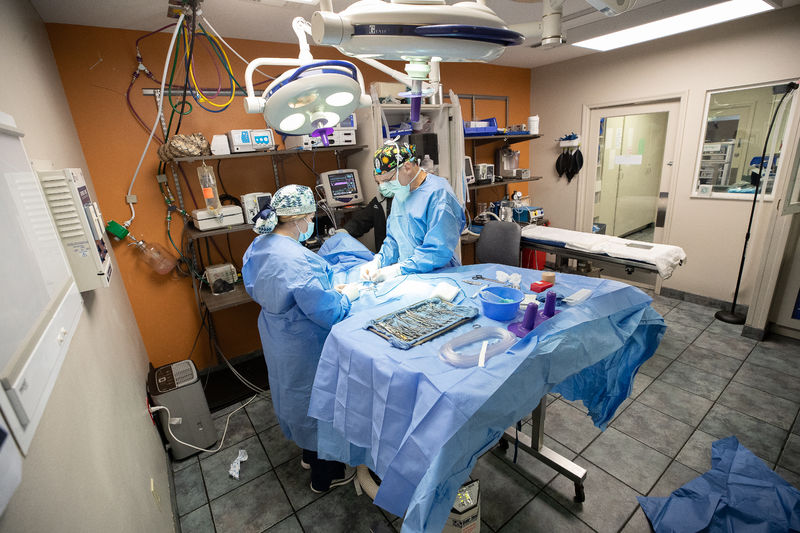 Two surgery veterinarians perform a procedure in the OR.