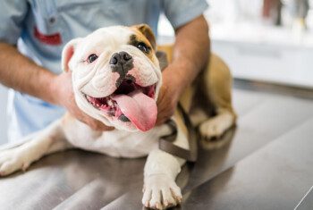 A puppy is examined by a veterinarian.