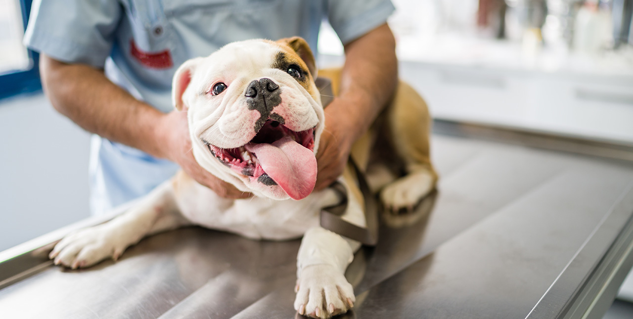 Parvo in Puppies How to Prevent a Potential Emergency BluePearl Pet