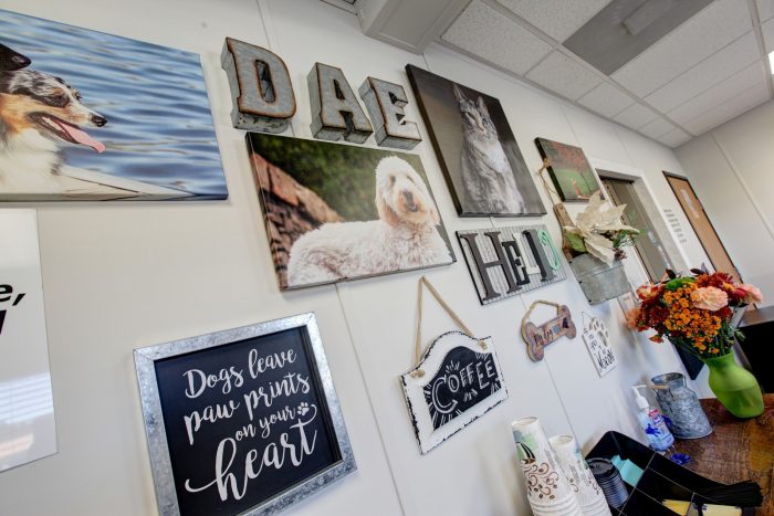 Gallery collage in the Denver Animal Emergency hospital.