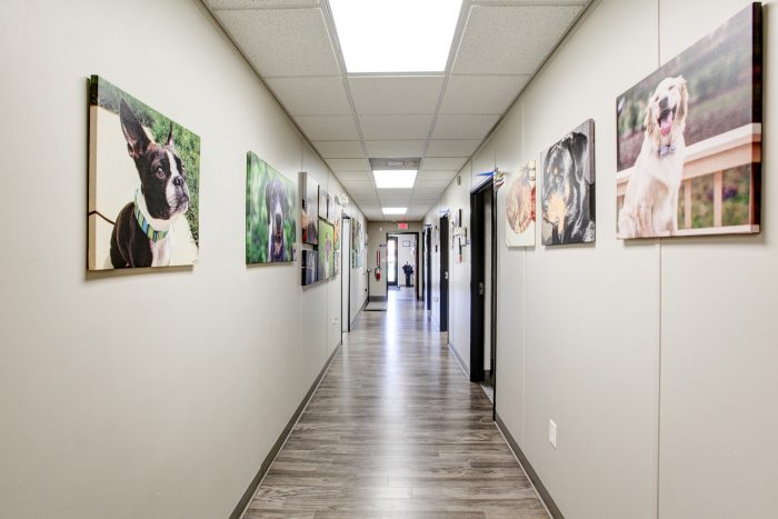 Interior of the Denver Animal Emergency BluePearl Pet Hospital.