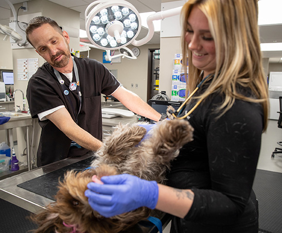 A vet tech smiles at a dog while a veterinarian helps perform an examination.