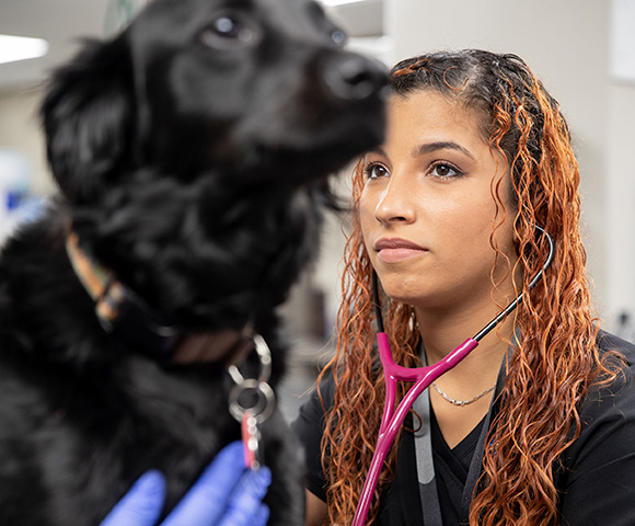 A vet tech wearing a stethoscope helps examine a black dog.