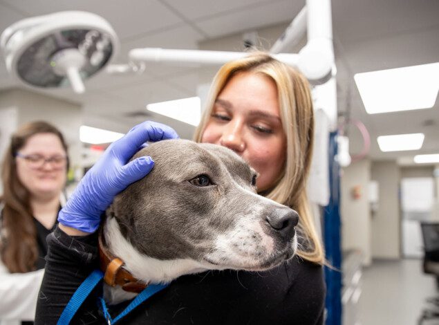 A vet tech hugs a dog while a veterinarian assists in examining the patient.