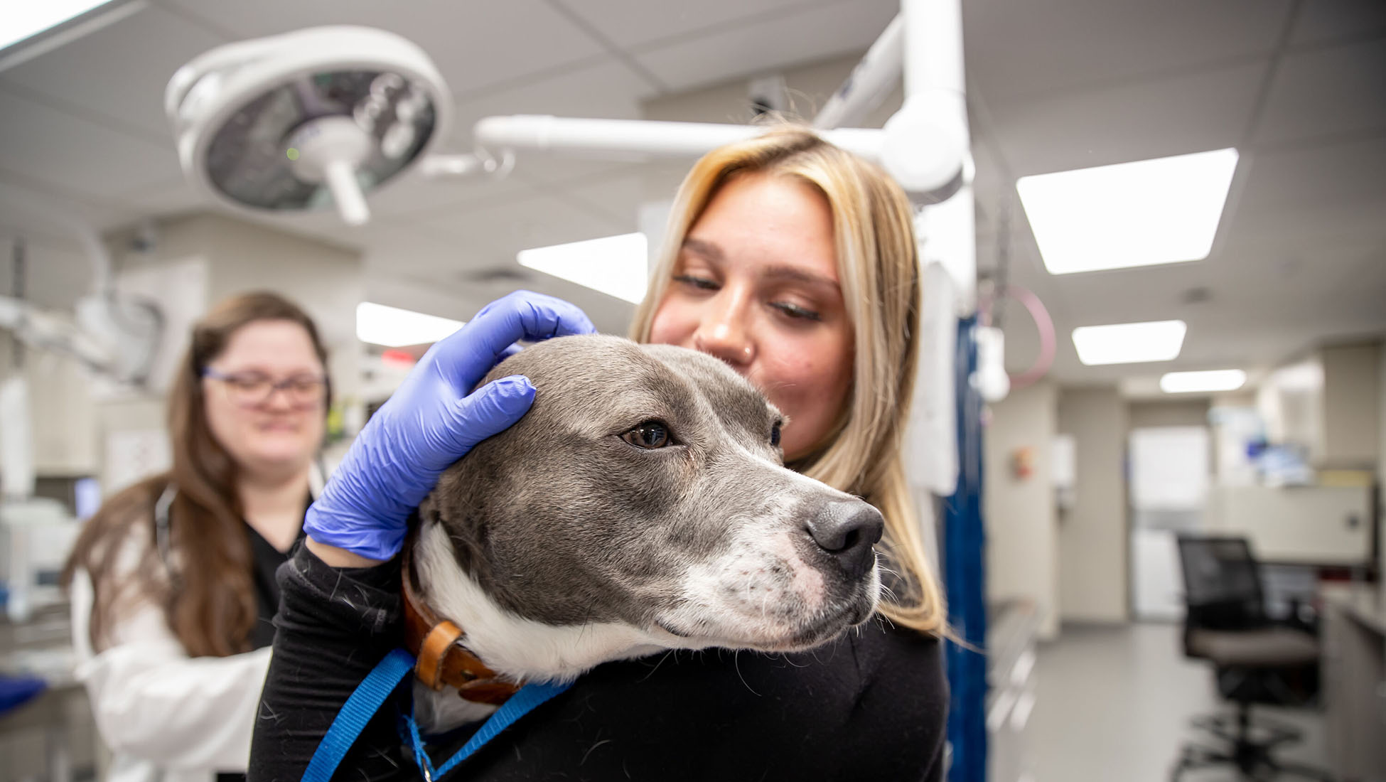 veterinarians in action