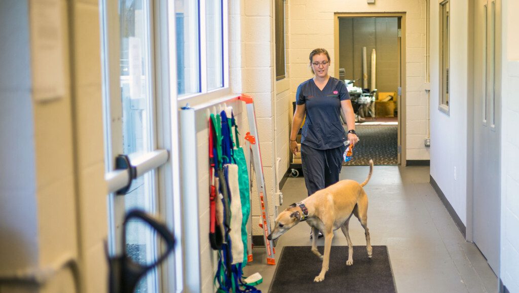 A vet tech walks a large dog through a hospital hallway.