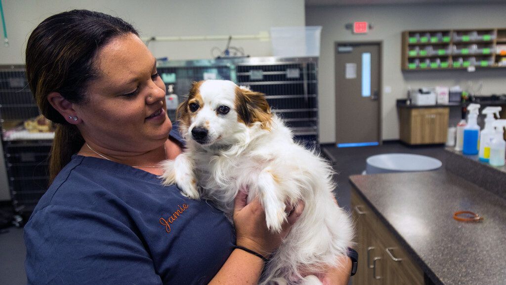 A vet tech holds a small dog.