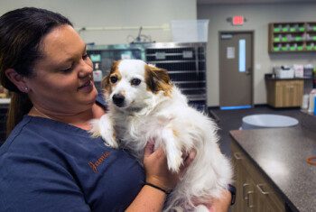 A vet tech holds a small dog.