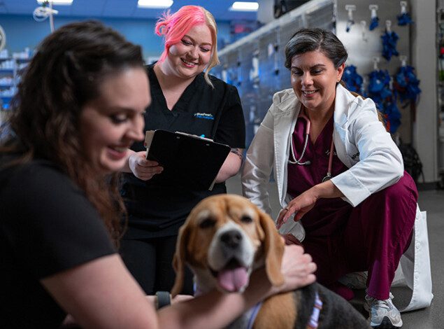 BluePearl Neurology associates smiling while examining a dog.
