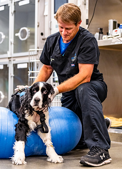 A veterinary neurologist works with a patient using a medicine ball and harness.